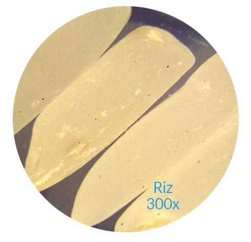 Riz 300x magnification