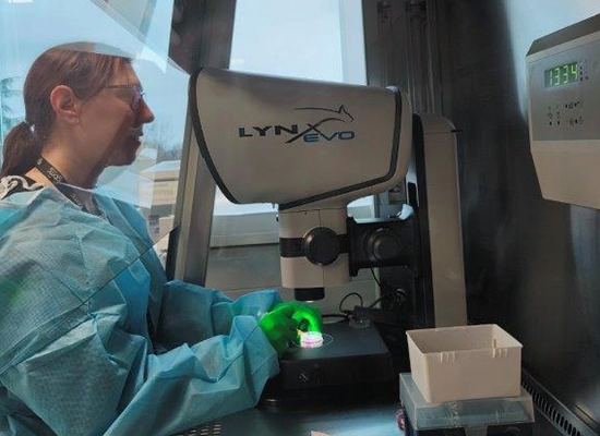 Lynx laminar flow cabinet 550×400 Female scientist inspecting stem cells using Lynx EVO microscope within a laminar flow cabinet