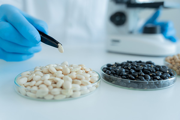 iStock-1536334840-600×400 Two sets of seeds in petri dishes in a lab